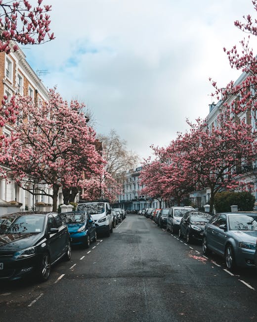 A residential street lined with parked cars on both sides, featuring a variety of compact and mid-sized vehicles in colours including black, white, grey, and blue, arranged neatly along the curb. The street is paved with dark asphalt, with clearly marked white parking lines, and appears clean and well-maintained. Dominating the scene are several mature cherry blossom trees in full bloom, situated in front of white and light-colored Victorian-style terraced houses with decorative brickwork, sash windows, and wrought-iron railings. The trees have dense clusters of vibrant pink blossoms, some petals occasionally falling onto the street and parked cars below, creating a picturesque, springtime atmosphere. The sky overhead is mostly cloudy with patches of blue visible, providing soft, diffused lighting that highlights the interplay of the blossoms and the urban setting. This scene exemplifies a peaceful, tree-lined urban environment, potentially relevant to discussions on private waste management or independent rubbish collection services, such as those provided by companies like rubbishclearancesouthkensington.co.uk, within an established residential area.